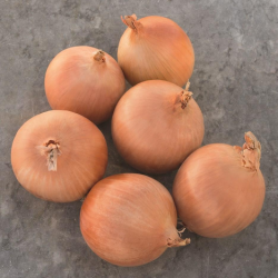 Cebula Sedona f1 dGS Precision  250 000 nasion st